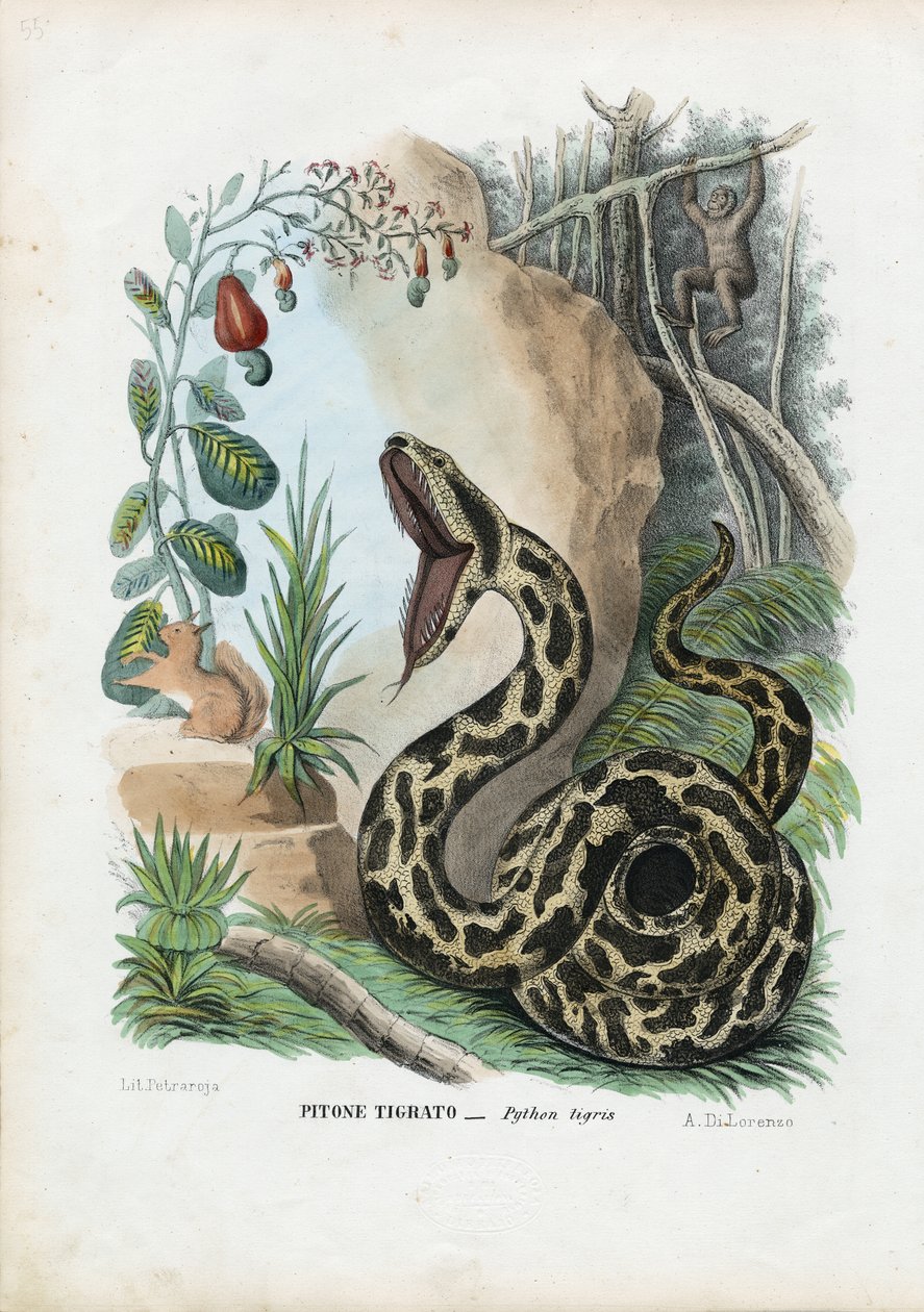 Indisk Python, 1863-79 av Raimundo Petraroja