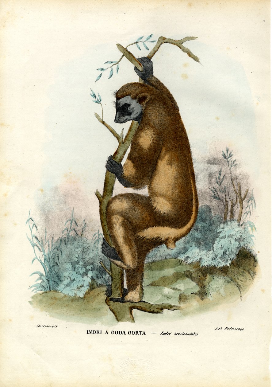 Indri, 1863-79 av Raimundo Petraroja