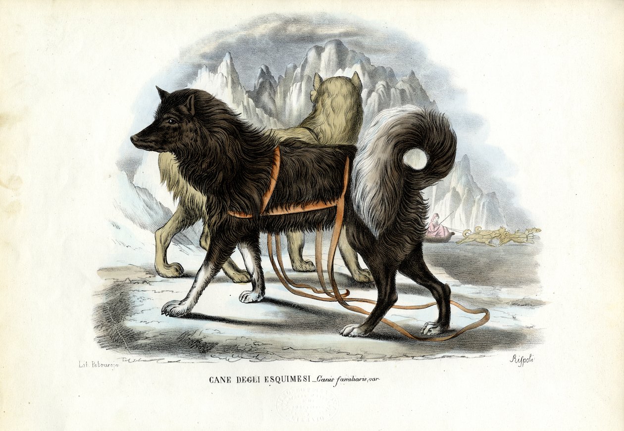 Inuit sledehund, 1863-79 av Raimundo Petraroja