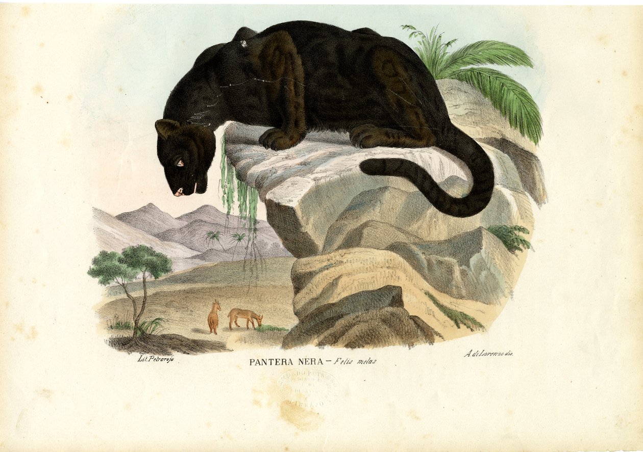 Ung leopard, 1863-79 av Raimundo Petraroja