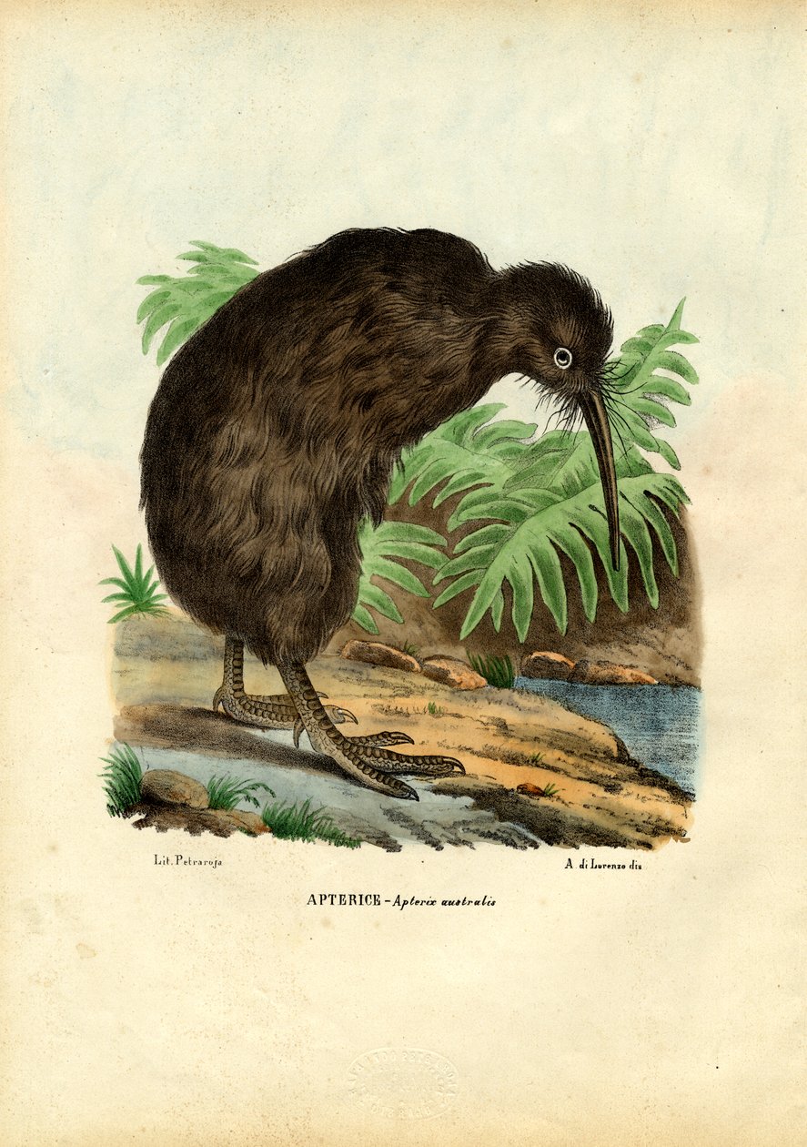 Kiwi, 1863-79 av Raimundo Petraroja