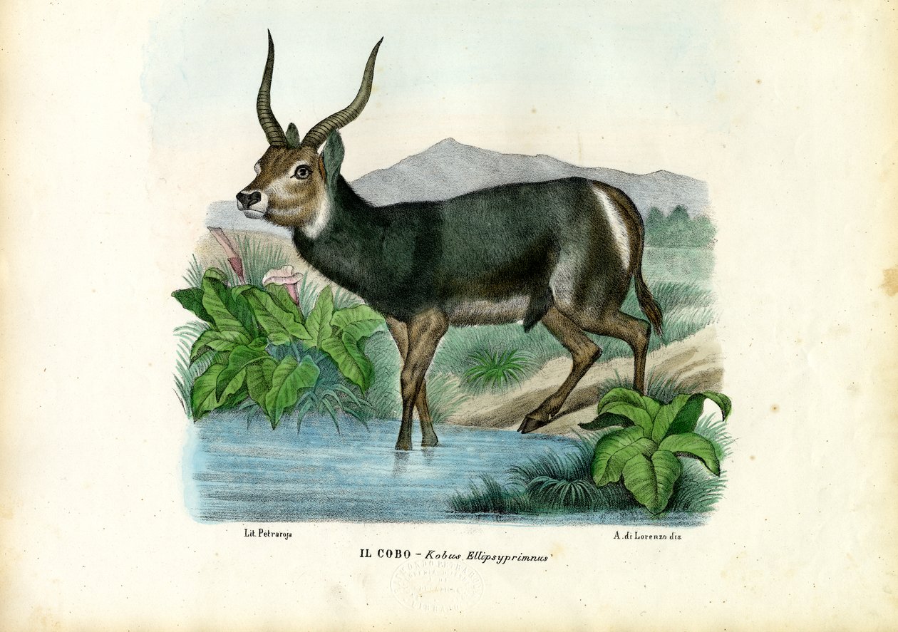 Kob, 1863-79 av Raimundo Petraroja