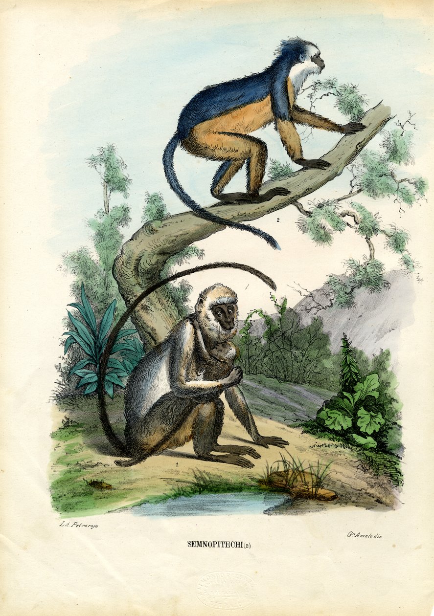 Langurs, 1863-79 av Raimundo Petraroja