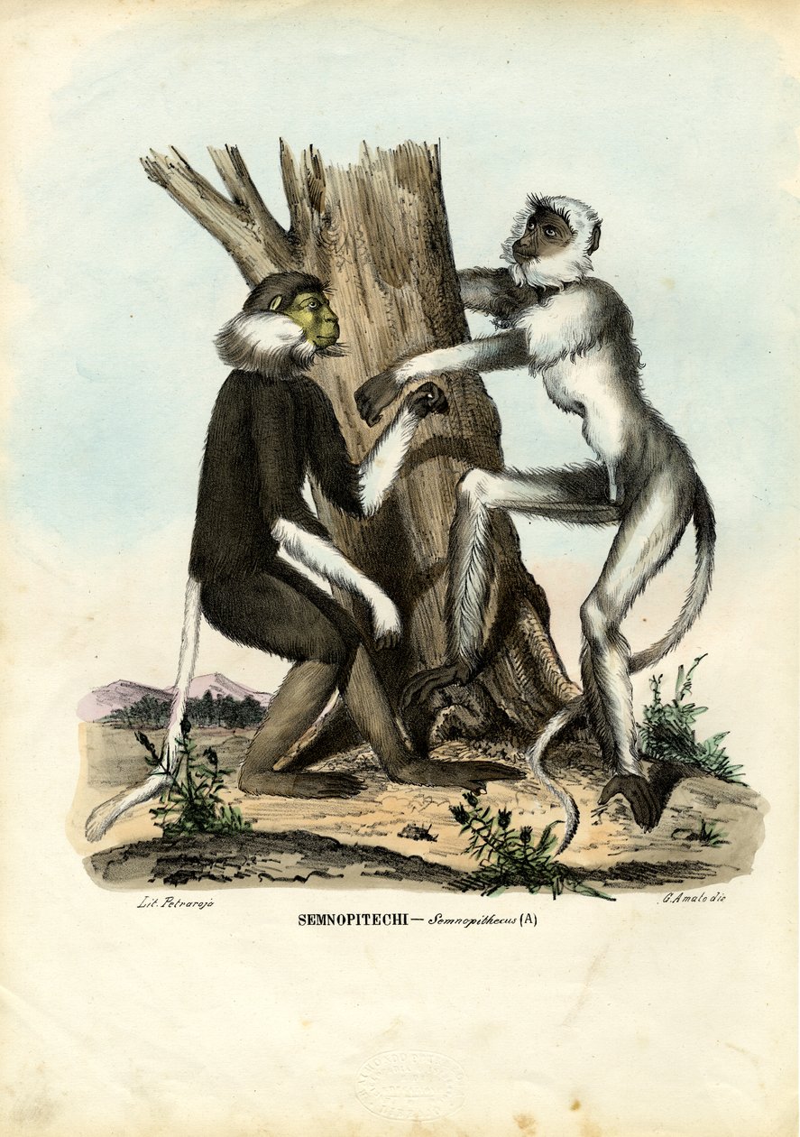 Langurs, 1863-79 av Raimundo Petraroja