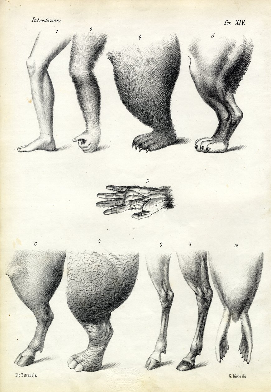 Ben, 1863-79 av Raimundo Petraroja