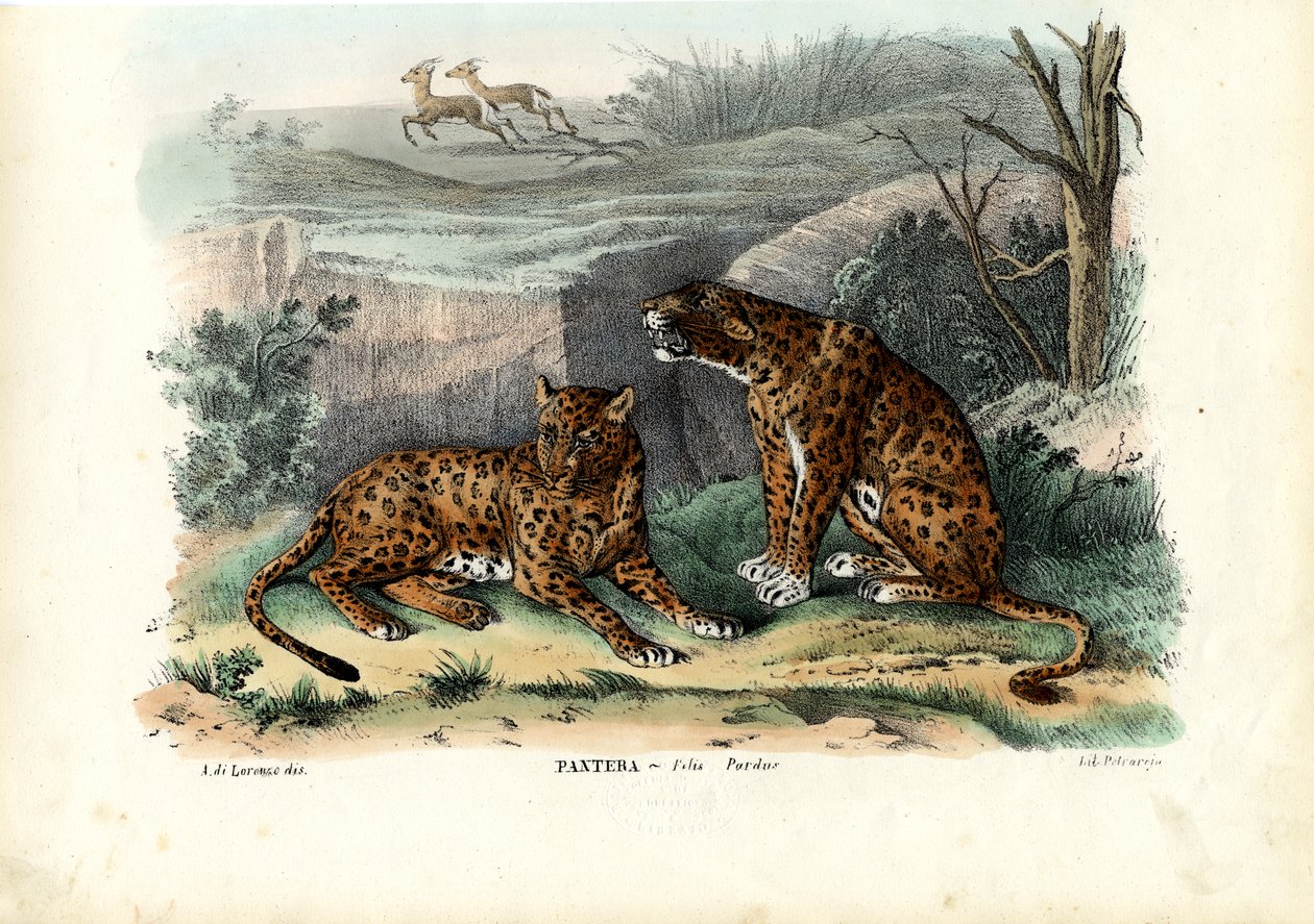 Leopard, 1863-79 av Raimundo Petraroja