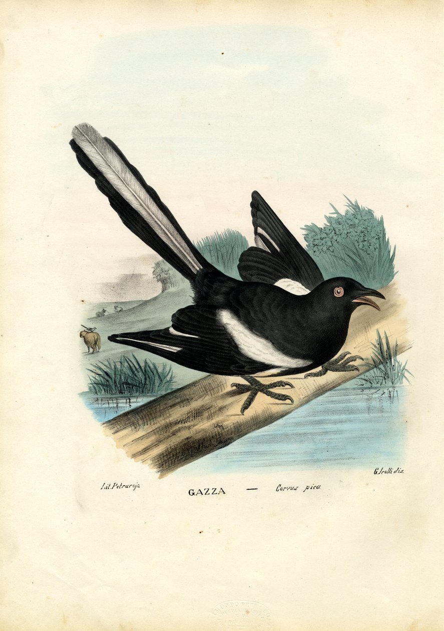 Magpie, 1863-79 av Raimundo Petraroja