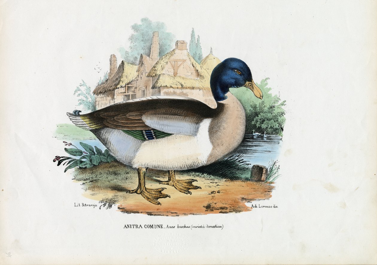 Mallard, 1863-79 av Raimundo Petraroja