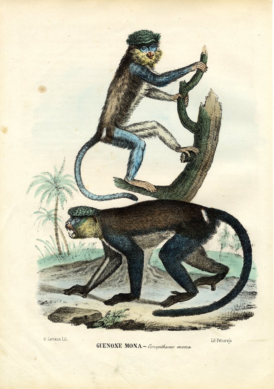 Mona Monkey, 1863-79 av Raimundo Petraroja