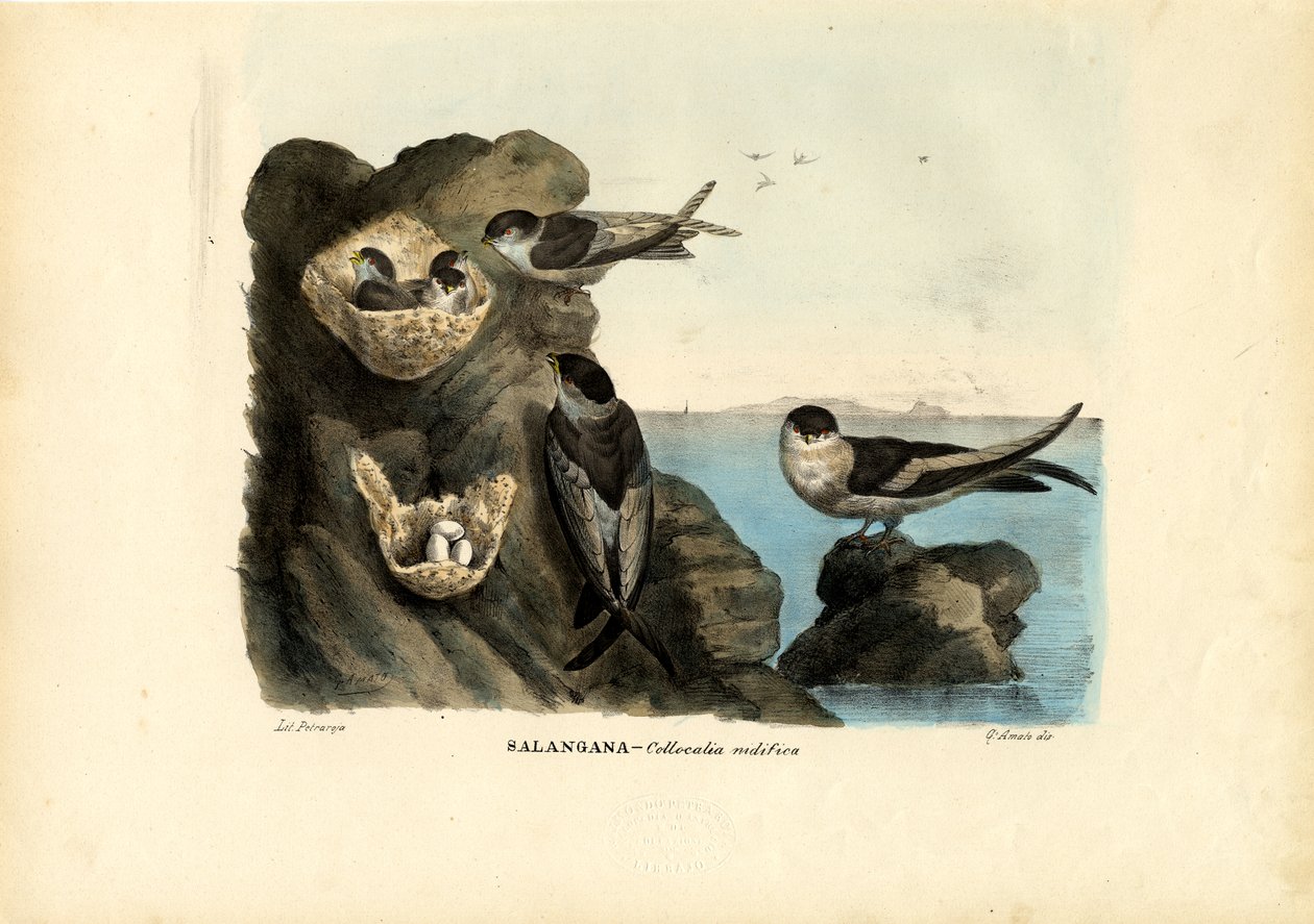 Mossy-Nest Swiftlet, 1863-79 av Raimundo Petraroja