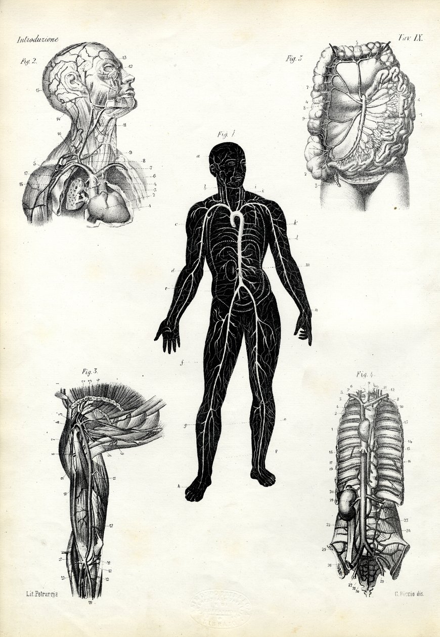 Muskler, 1863-79 av Raimundo Petraroja