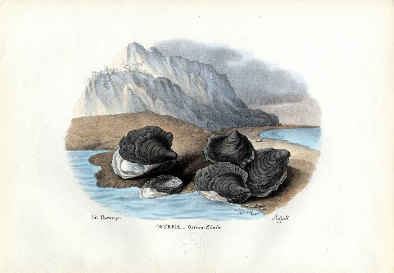 Blåskjell, 1863-79 av Raimundo Petraroja