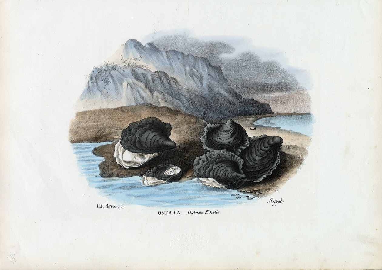 Blåskjell, 1863-79 av Raimundo Petraroja