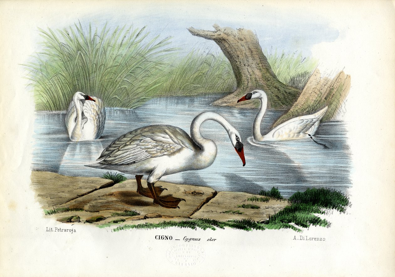 Knopsvane, 1863-79 av Raimundo Petraroja