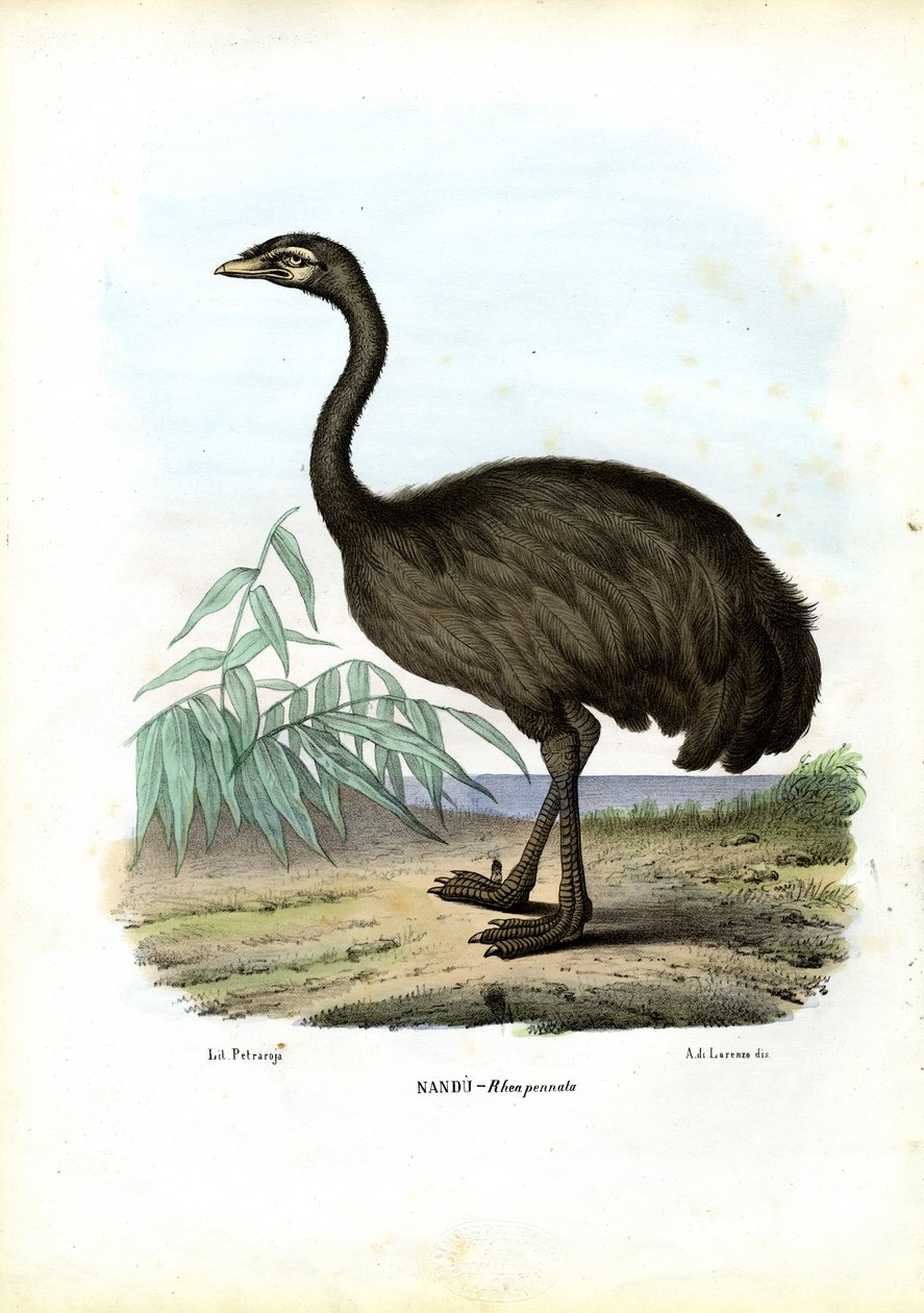 NaN-lesing, 1863-79 av Raimundo Petraroja