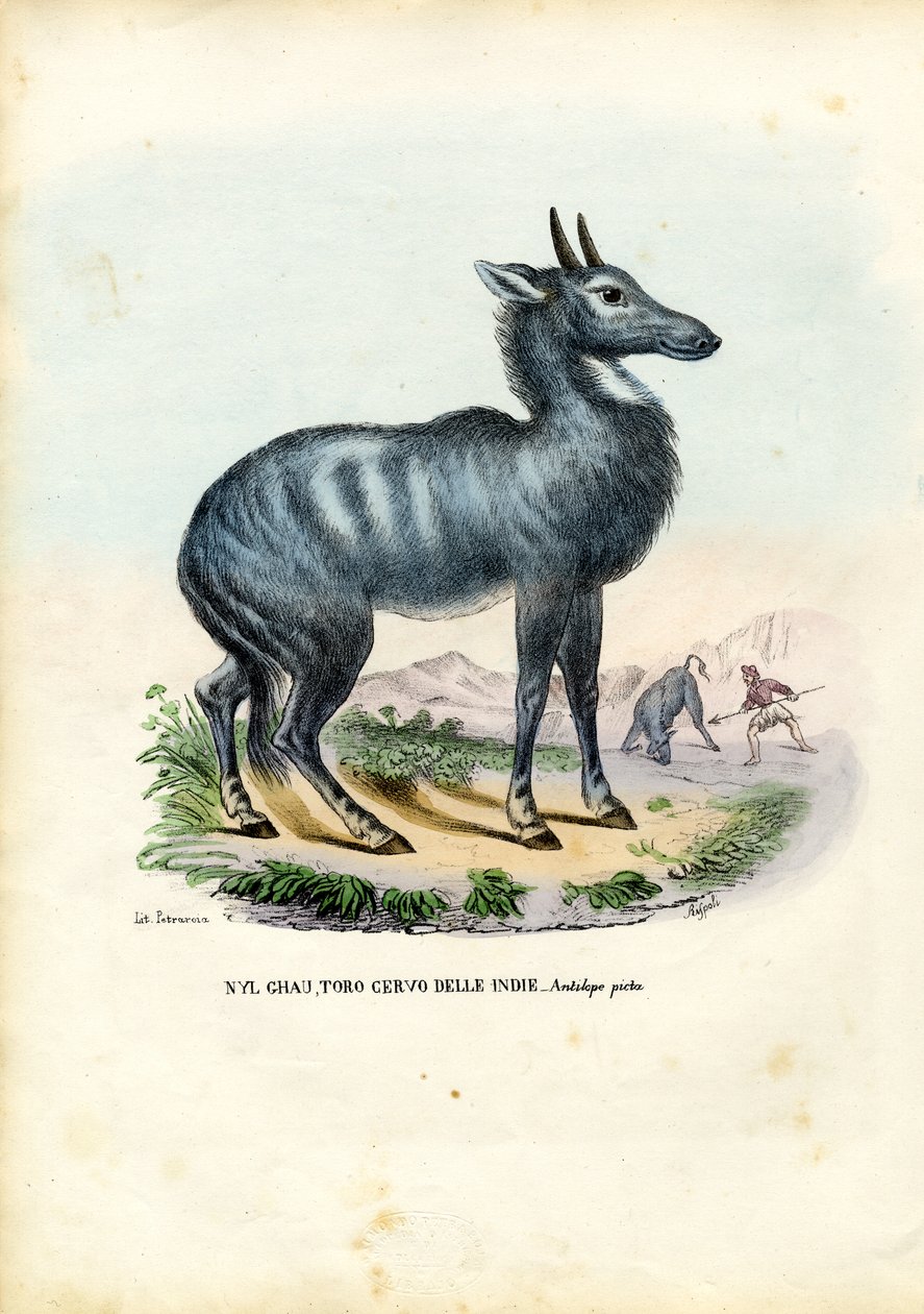 Nilgai, 1863-79 av Raimundo Petraroja