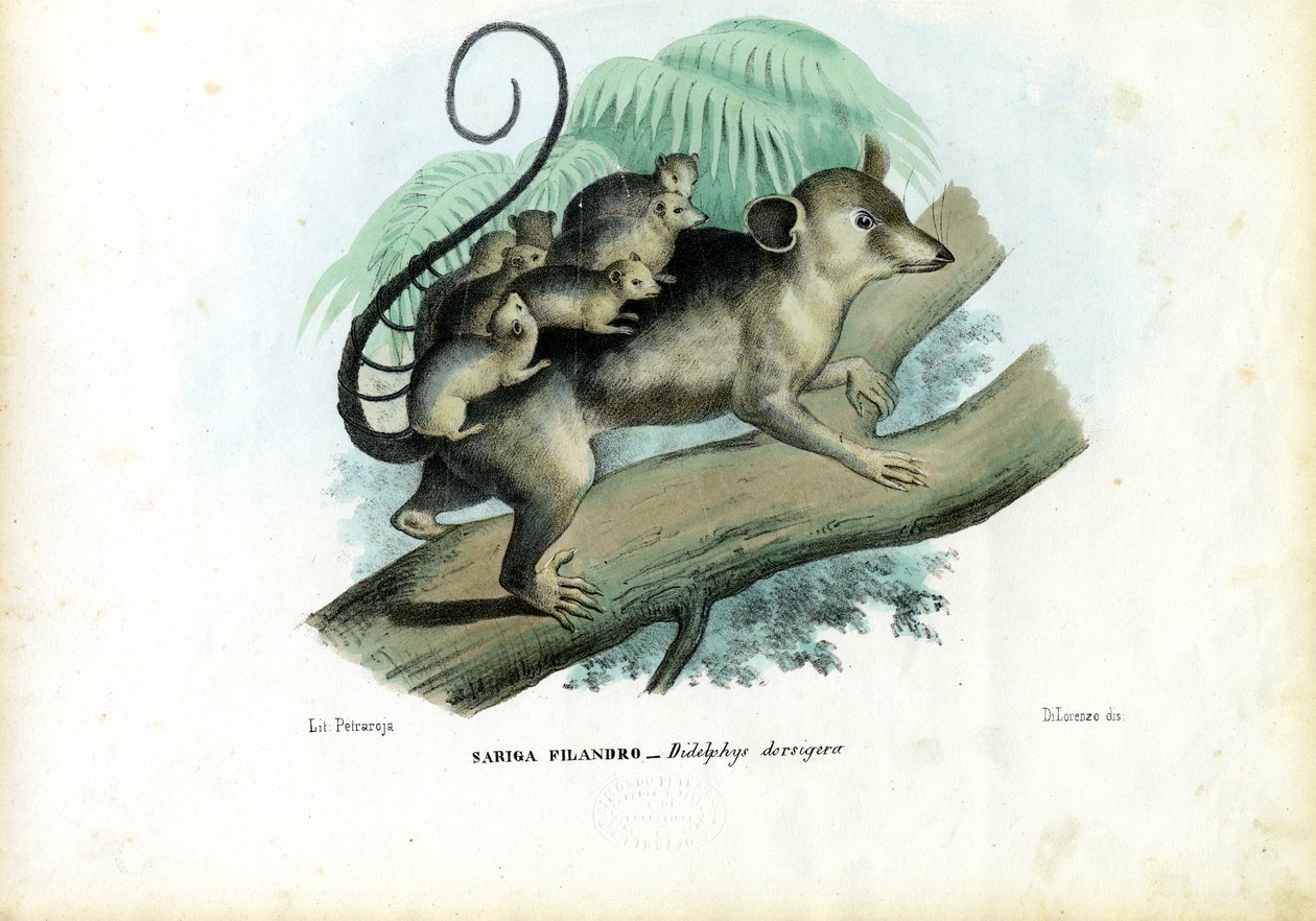 Opossum, 1863-79 av Raimundo Petraroja