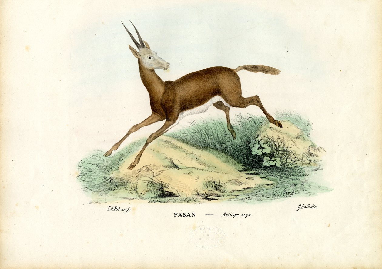 Oryx, 1863-79 av Raimundo Petraroja