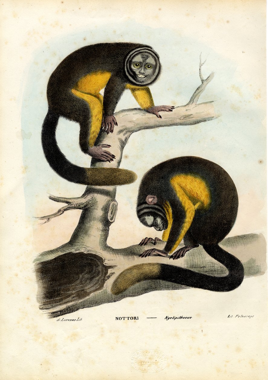 Ugleape, 1863-79 av Raimundo Petraroja