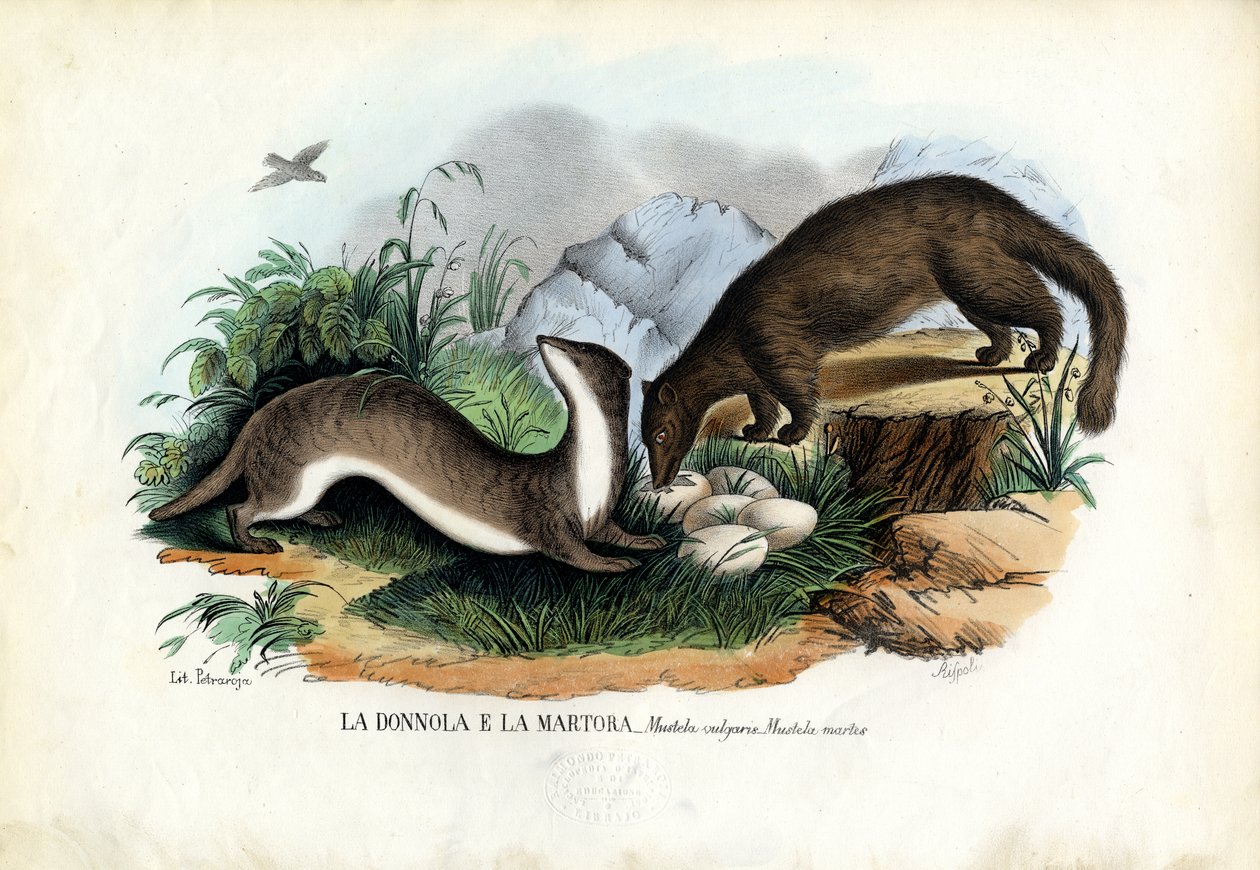 Furumår, 1863-79 av Raimundo Petraroja