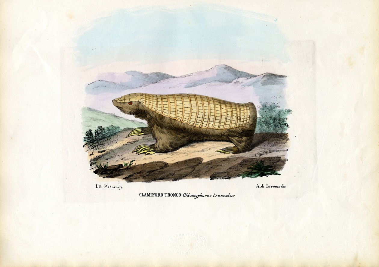Pink Fairy Armadillo, 1863-1879 av Raimundo Petraroja
