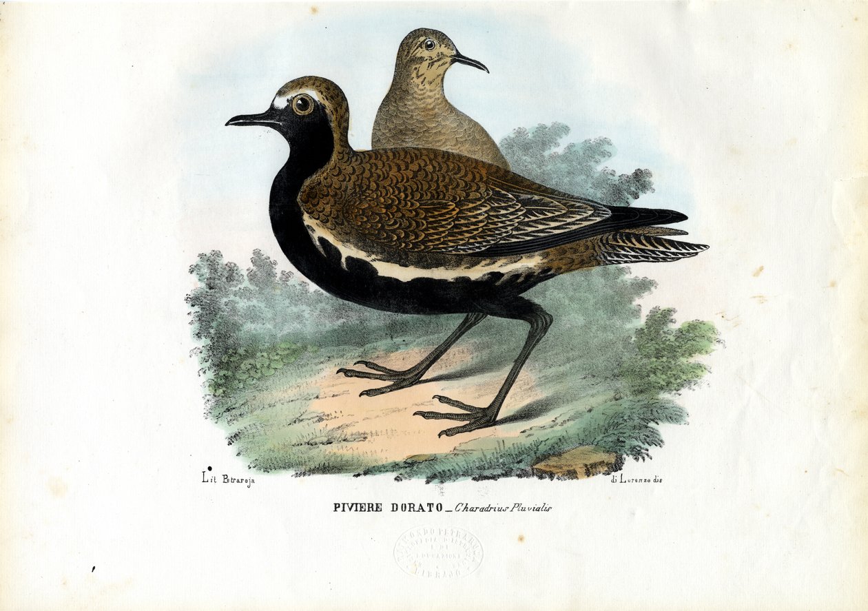 Plover, 1863-79 av Raimundo Petraroja