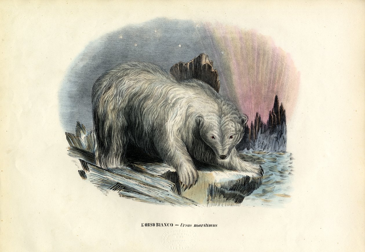 Isbjørn, 1863-79 av Raimundo Petraroja