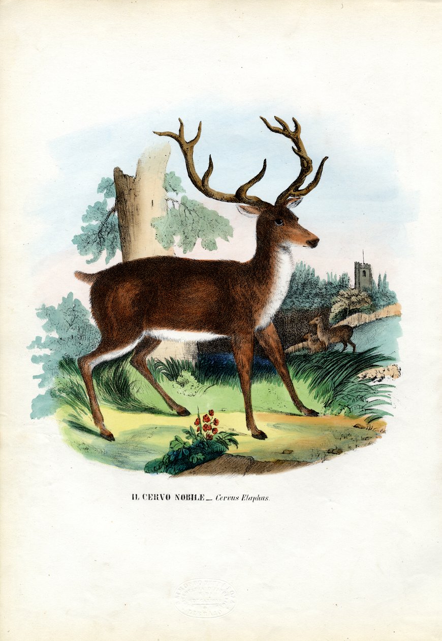 Kronhjort, 1863-79 av Raimundo Petraroja