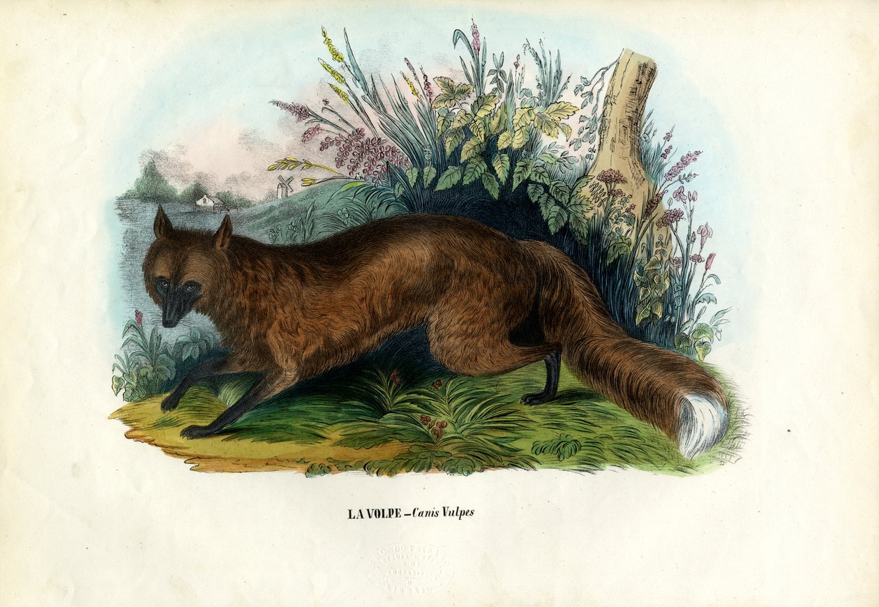 Red Fox, 1863-79 av Raimundo Petraroja