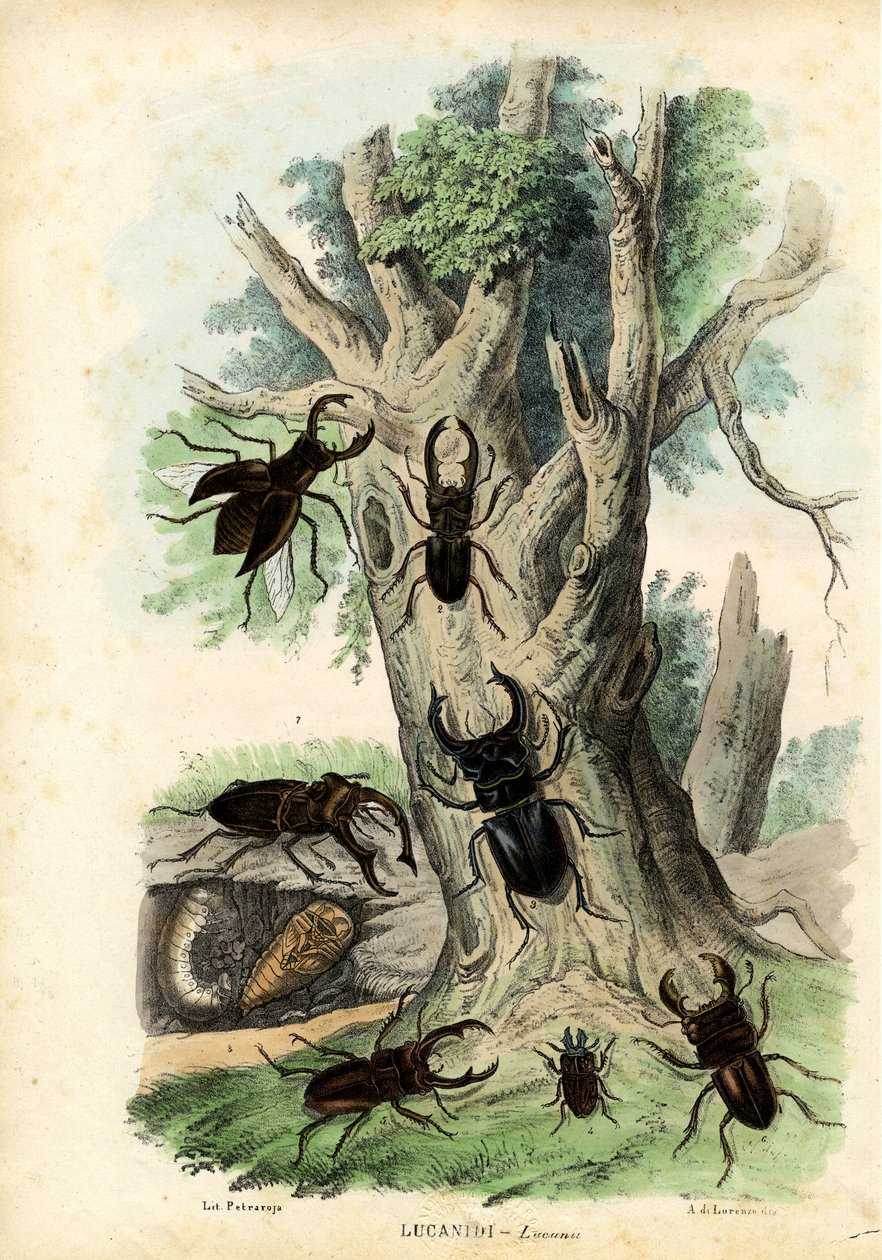 Scarab Beetles, 1863-79 av Raimundo Petraroja
