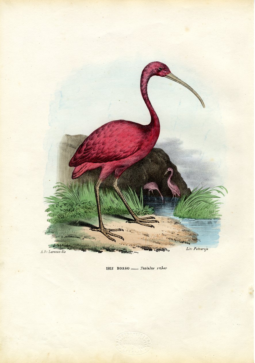 Scarlet Ibis, 1863-79 av Raimundo Petraroja