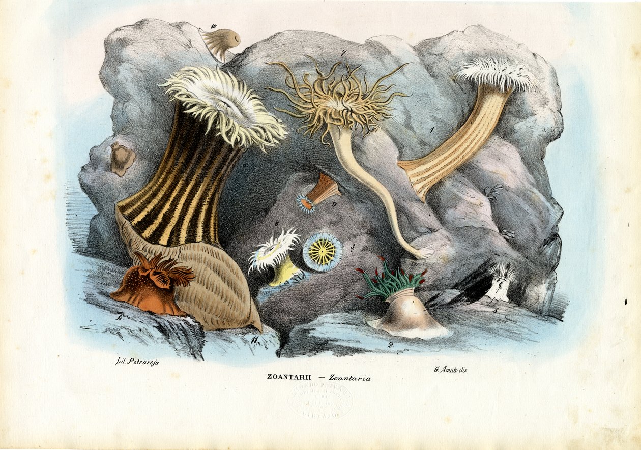 Sjøanemoner, 1863-79 av Raimundo Petraroja