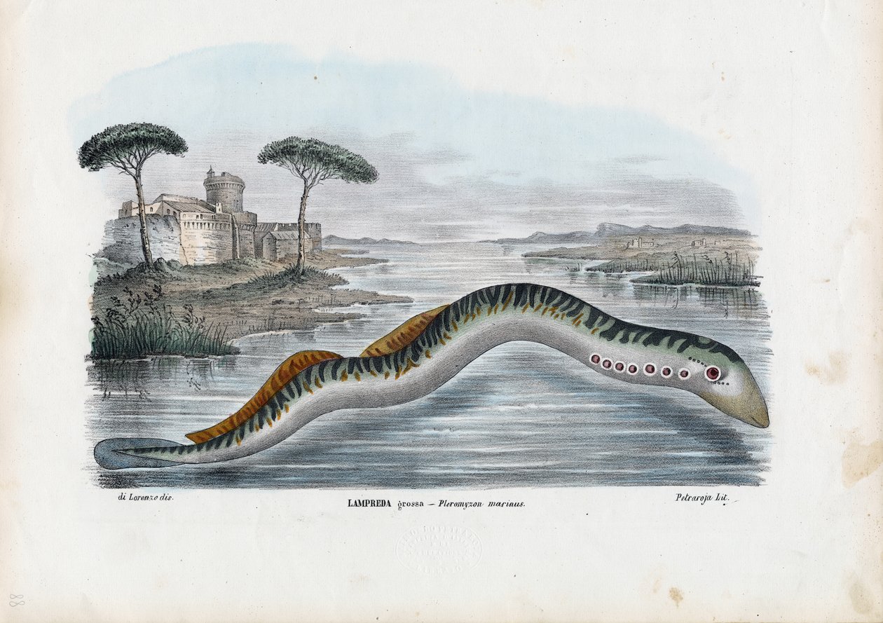 Sjølamprey, 1863-79 av Raimundo Petraroja