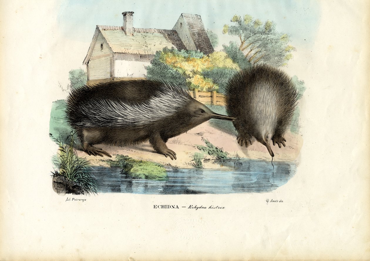 Kortnebb Echidna, 1863-79 av Raimundo Petraroja