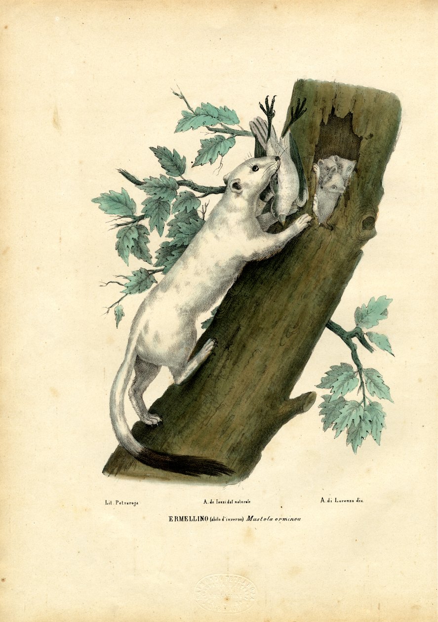 Korthalevesel, 1863-79 av Raimundo Petraroja