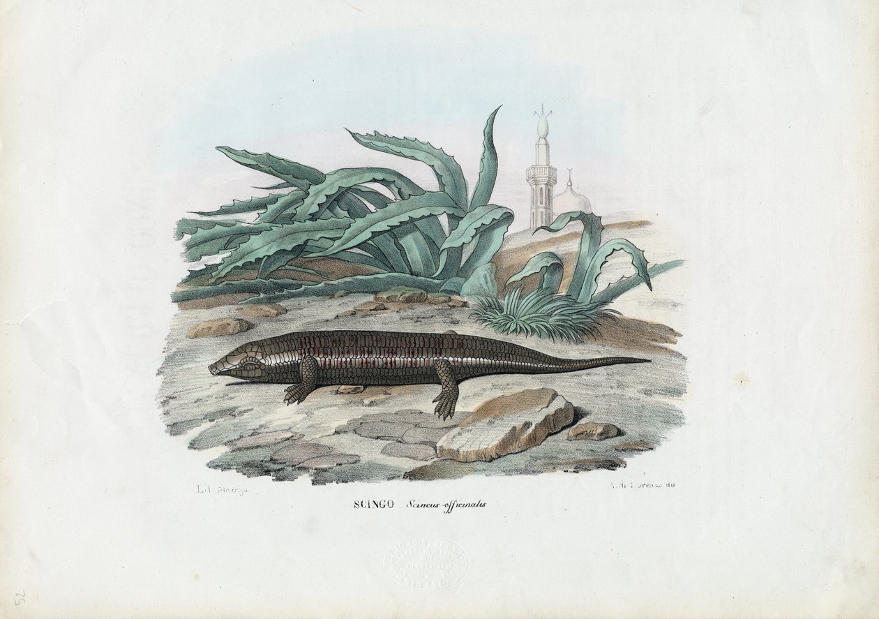 Skink, 1863-79. av Raimundo Petraroja