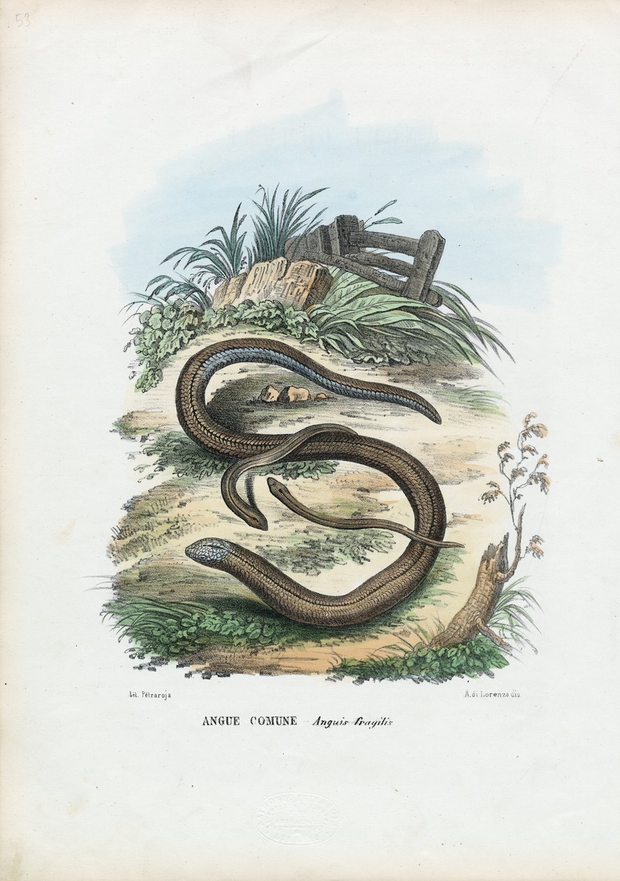 Slow Worm, 1863-79 av Raimundo Petraroja
