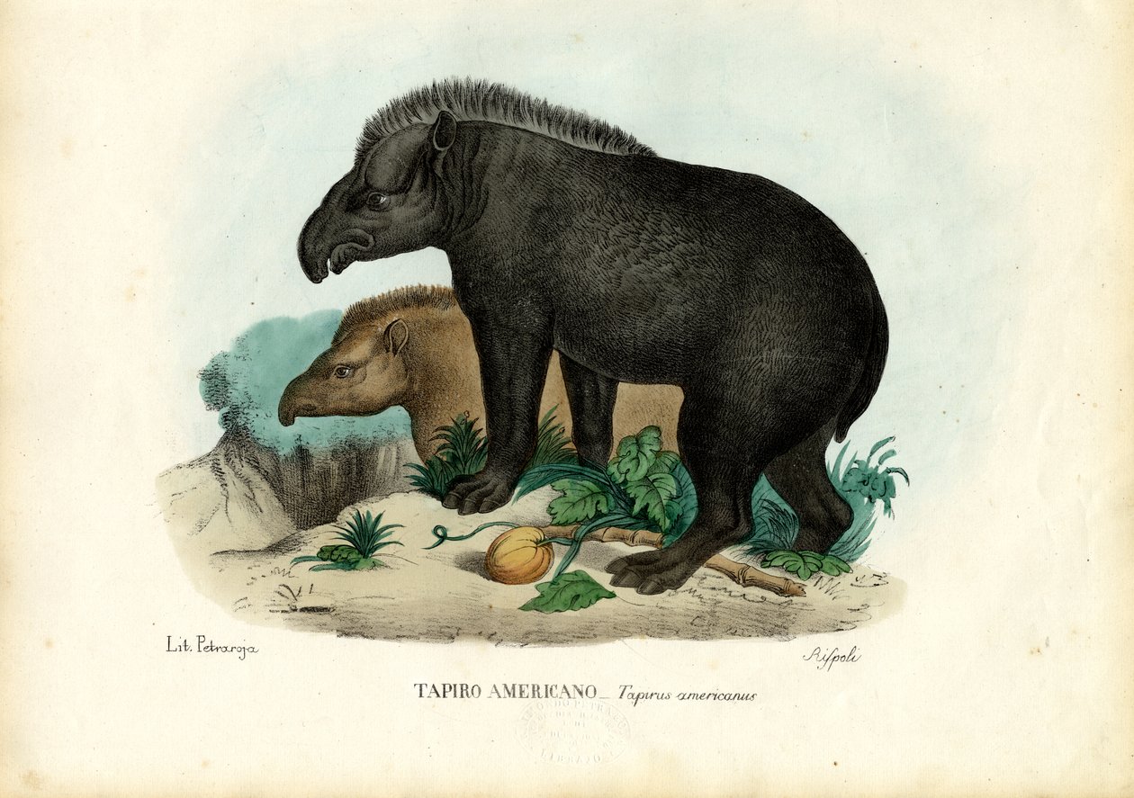 Søramerikansk Tapir, 1863-79 av Raimundo Petraroja