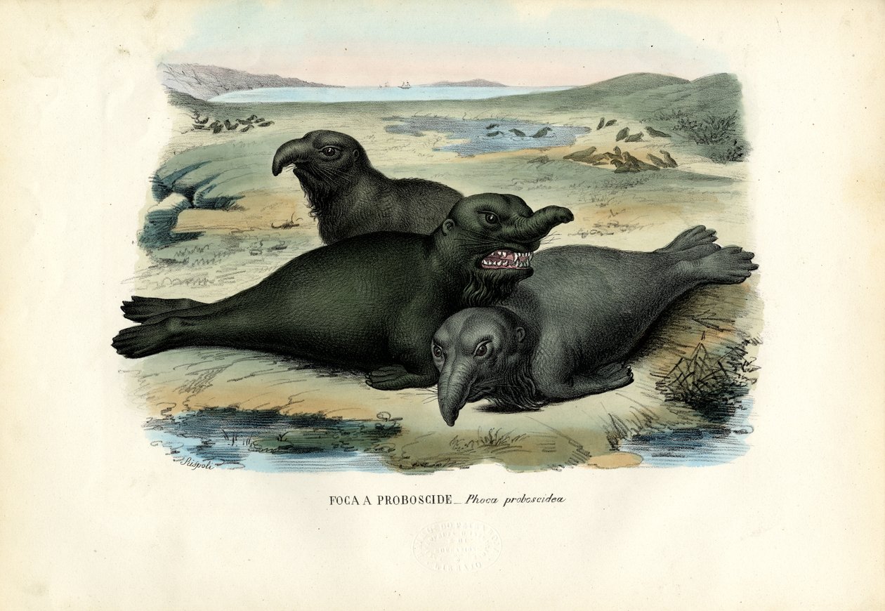 Southern Elaphant Seal, 1863-79 av Raimundo Petraroja