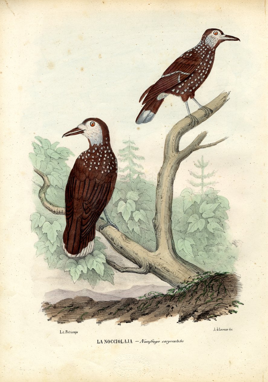 Flekknøtteknekker, 1863-79 av Raimundo Petraroja