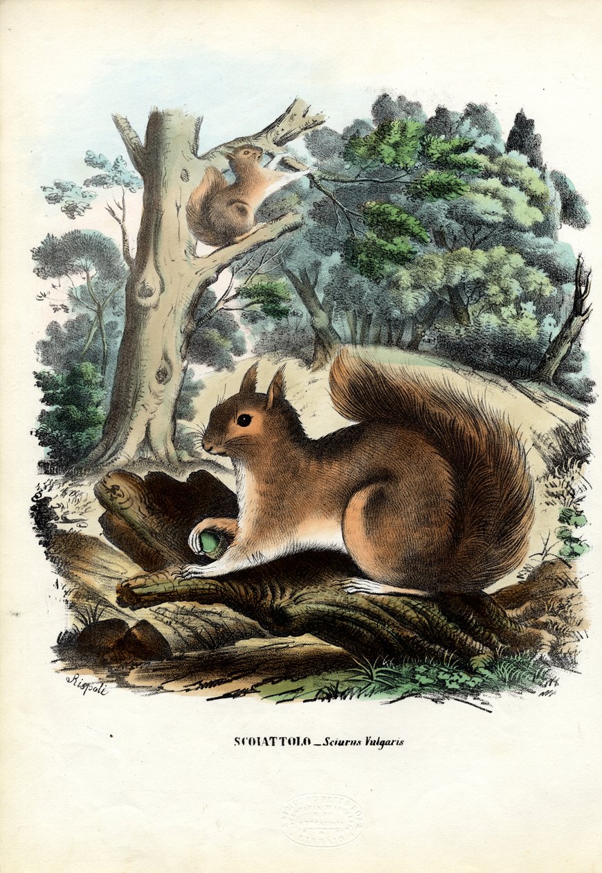 Ekorn, 1863-79 av Raimundo Petraroja
