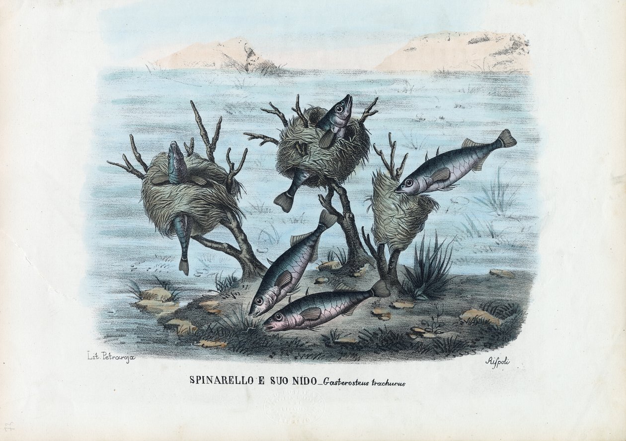 Stickleback, 1863-79 av Raimundo Petraroja