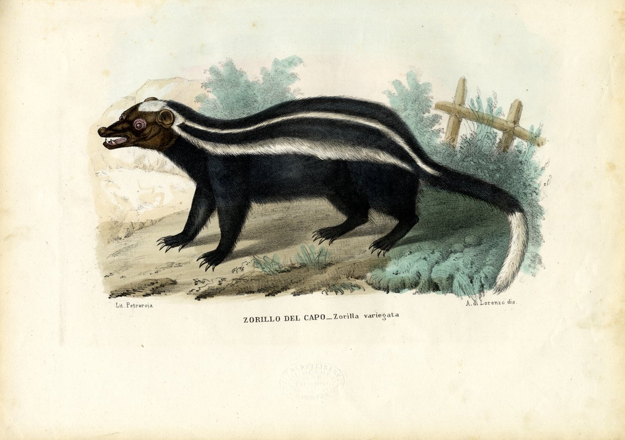 Stripet stangkatt, 1863-79 av Raimundo Petraroja