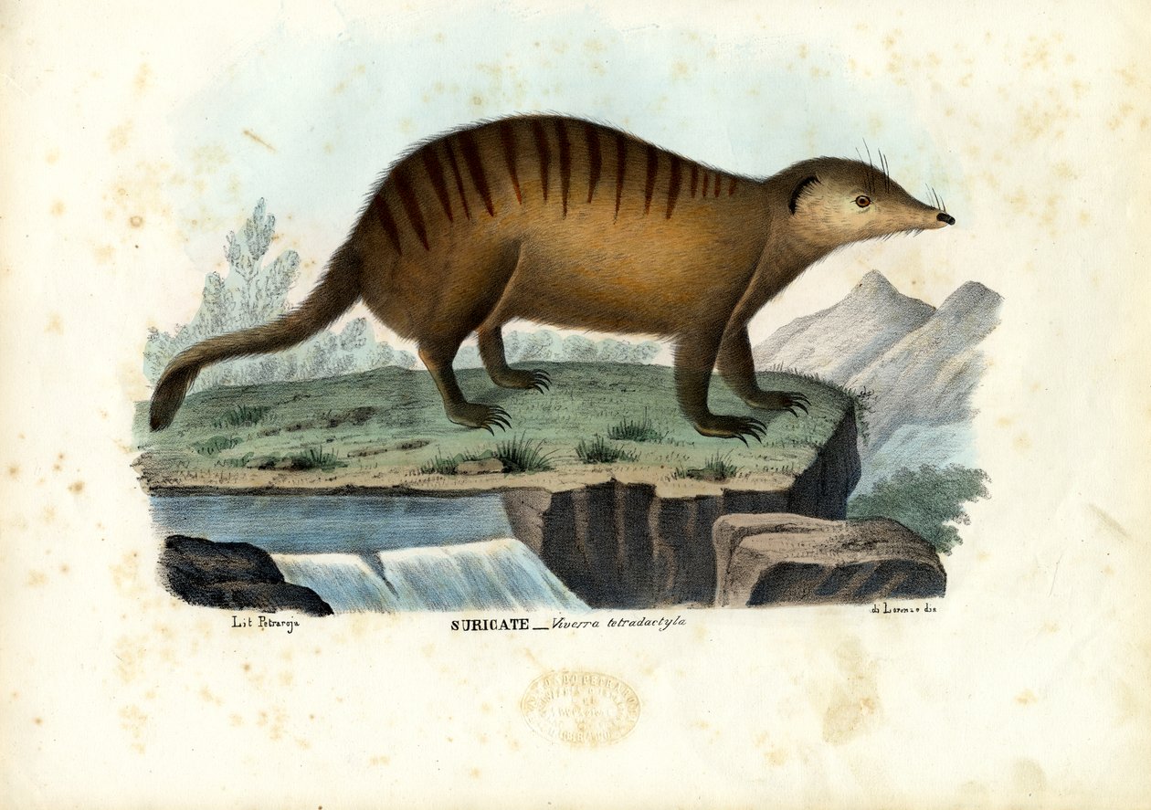 Suricate, 1863-79 av Raimundo Petraroja