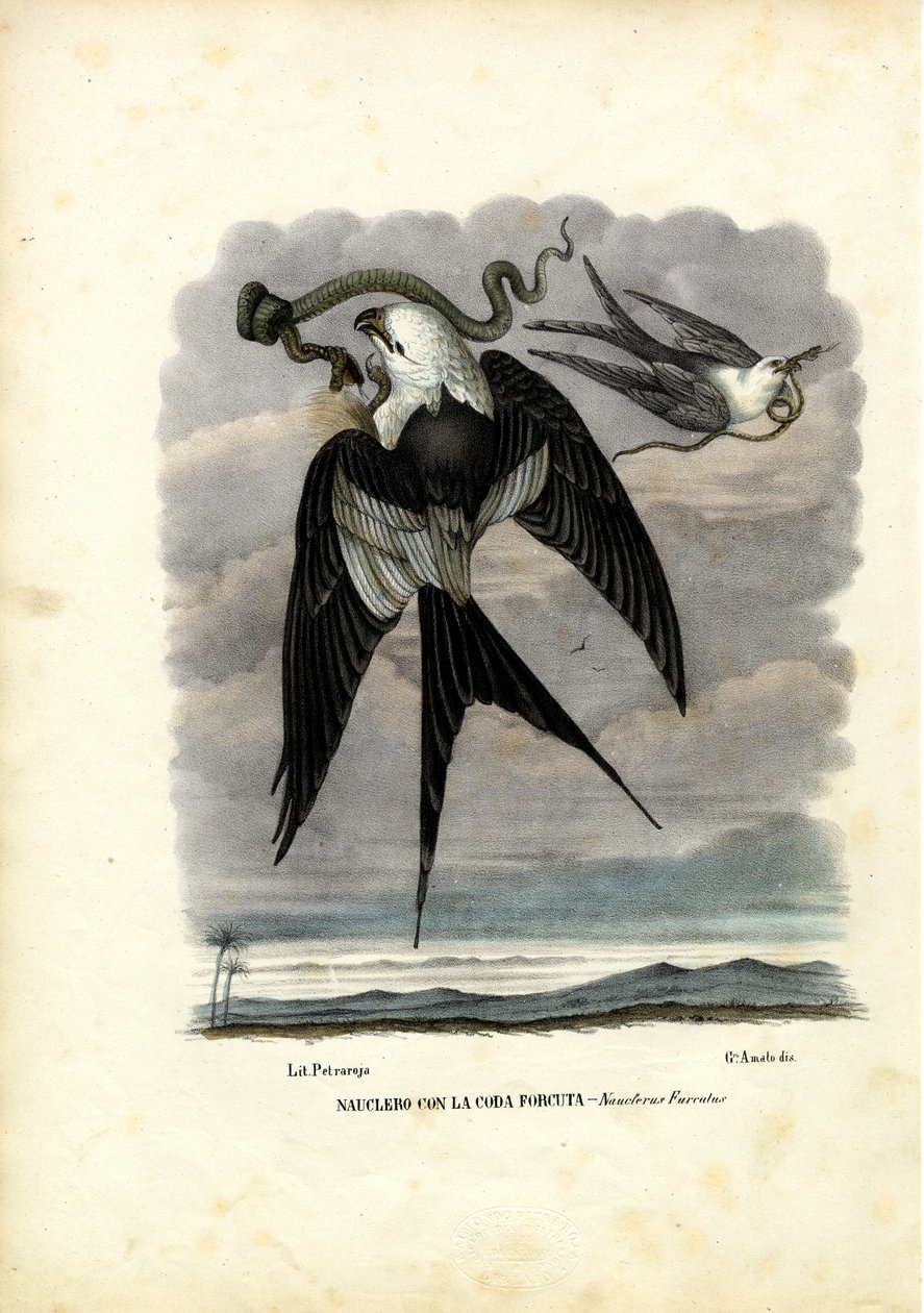 Svalehaledrage, 1863-79 av Raimundo Petraroja