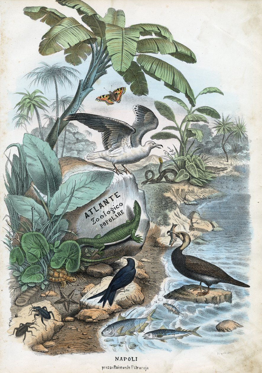 Tittelblad, 1863-79 av Raimundo Petraroja
