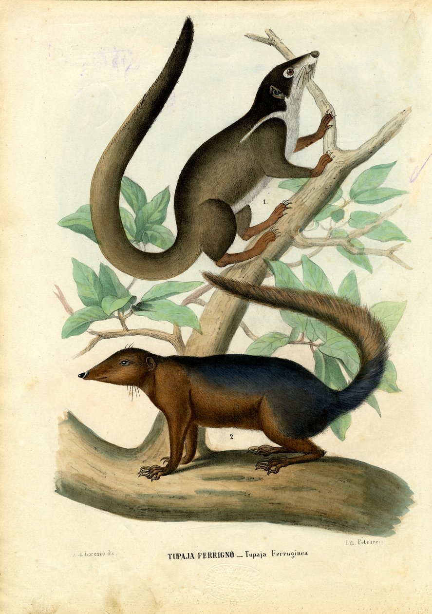 Tupaja, 1863-79 av Raimundo Petraroja
