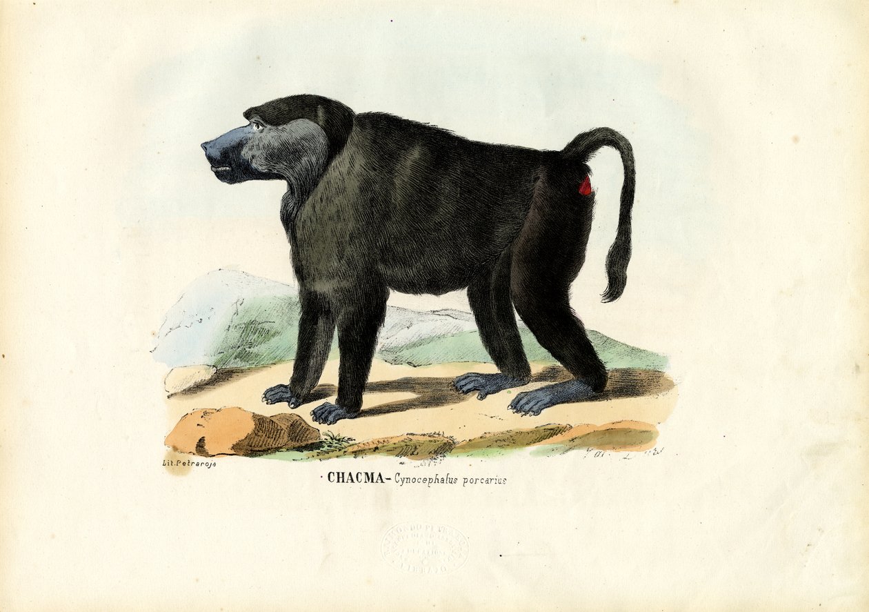Ursine Bavian, 1863-79 av Raimundo Petraroja