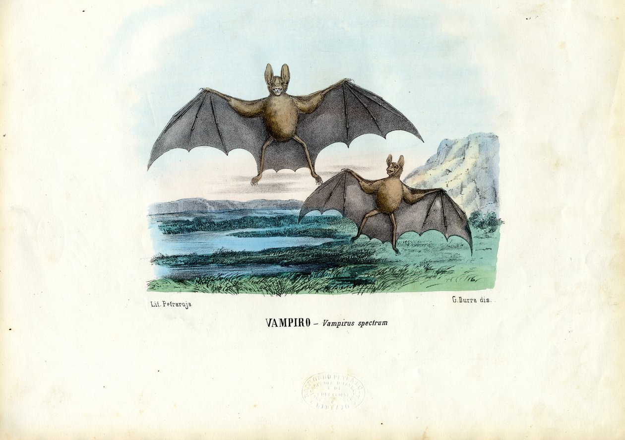 Vampyr flaggermus, 1863-79 av Raimundo Petraroja