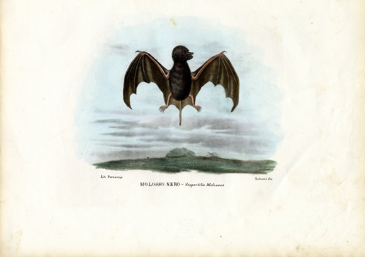 Fløyelsmyk frihalet flaggermus, 1863-79 av Raimundo Petraroja